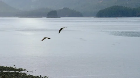 Two bald eagles flying away in slow motion Видео 113261723