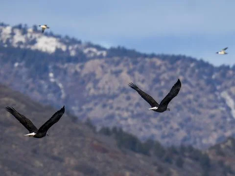 Two Bald Eagles Flying Over Snowy Mountains Near Littleton Colorado Foto stock