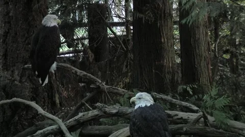 Two Bald Eagles Stock Footage 948504