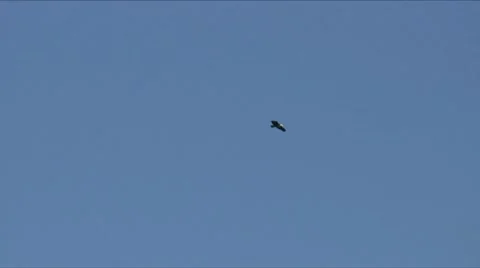 Two bald eagles Stock Footage 7744197