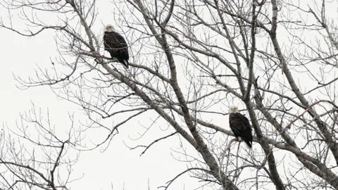 Two Bald Eagles Stock Footage 147517909