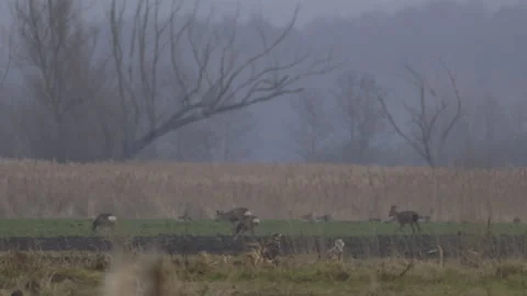 Two bald eagles hidden in the grass, deer in the background, 4K slomo Stock Footage 237715833