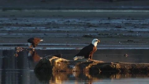 Two Bald Eagles in the last of the sunset light Stock Footage 301371992