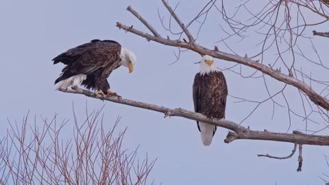 Two Bald Eagles Perched on a Bare Branch Against a Pale Sky 스톡 동영상 301072597