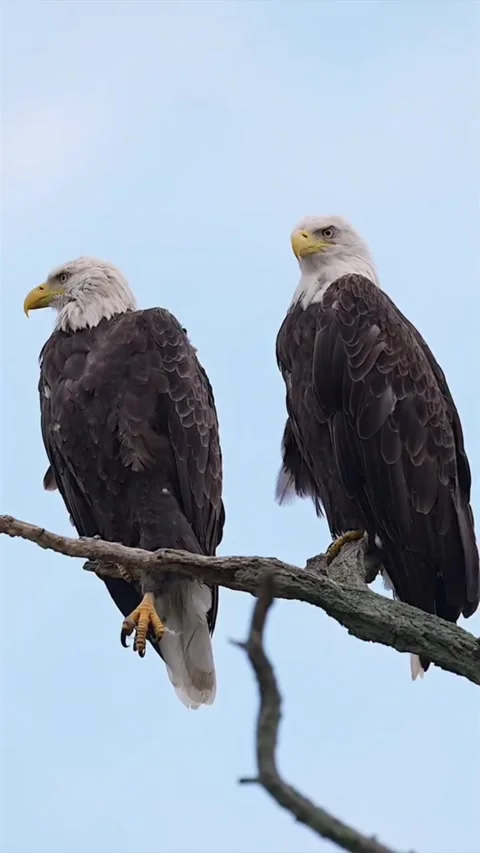 Two bald eagles perched on branch in sky background Stock Footage 341838735