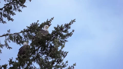 Two Bald Eagles perched high in tree with blue sky Vidéo 102795106