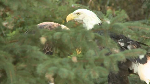 Two Bald Eagles Perched on a pine tree Stock Footage 39587374