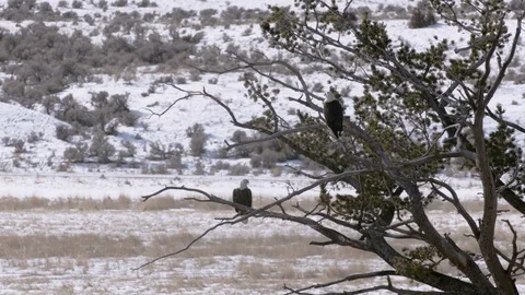 Two bald eagles perched on a tree branch in a snow covered landscape Stock Footage 113231125