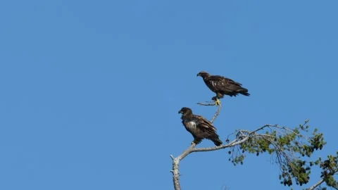 Two Bald Eagles Perched on a Tree Stock Footage 332640411