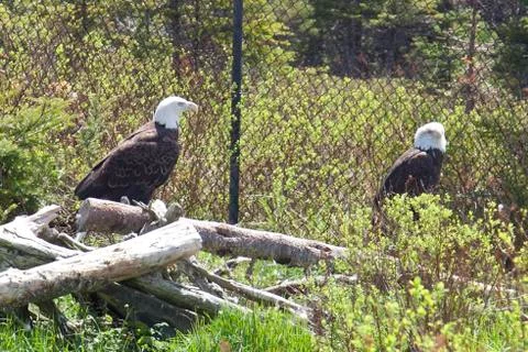 Two bald eagles Stock Photos