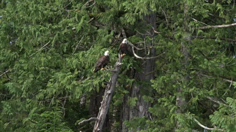 Two bald eagles sit on a dead tree in Ketchican, AK Stock Footage 36295709