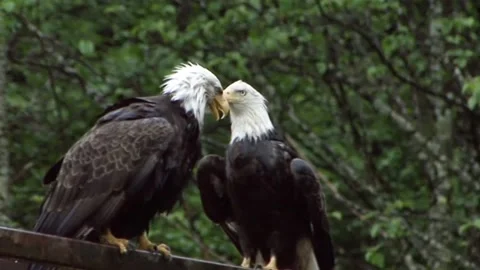 Two bald eagles stretching their wings. Stock Footage 139323423