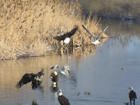 Two Bald Eagles Take Off with lots of eagle calling Stock Footage 124562526