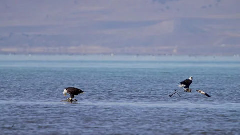 Two Bald Eagles at Utah Lake in the shallows Stock Footage 327626351