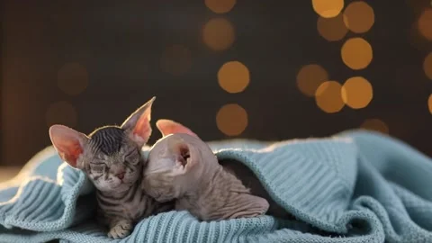 Two bald kittens of the Sphinx breed sit under a knitted blue blanket Stock Footage 166981494