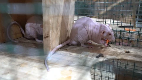 Two bald rats/ Dumbo / Sphinx sitting in a green cage, and gnaw carrots Stock Footage 104702239