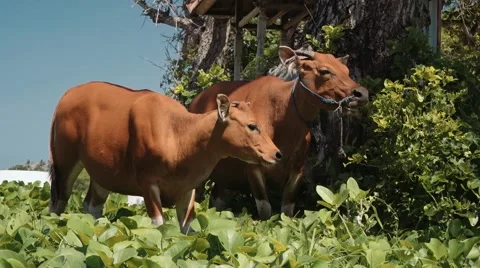 Two bali banteng cows standing in grass eating leaves near trees then turn head 動画素材 63505795