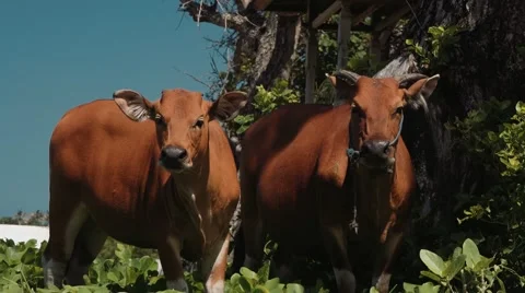 Two bali banteng cows standing in grass near trees looking into the camera Video stock 63506161
