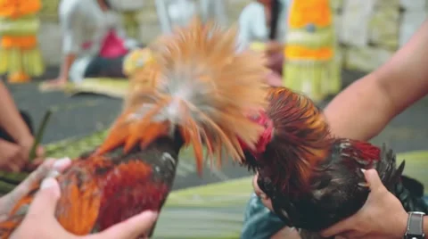 Two balinese man playing with angry roosters Video stock 67852765