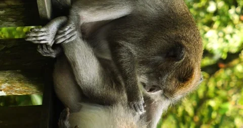 Two balinese monkeys in Sacred Monkey Forest Sanctuary on bali Stock-Footage 242813823