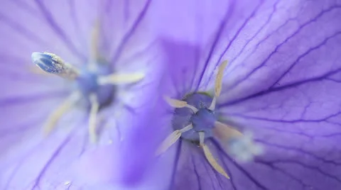 Two balloon flowers macro Stock Footage 25716002