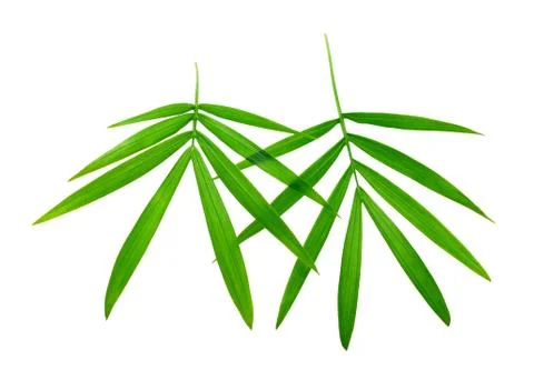 Two bamboo leaves Stock Photos
