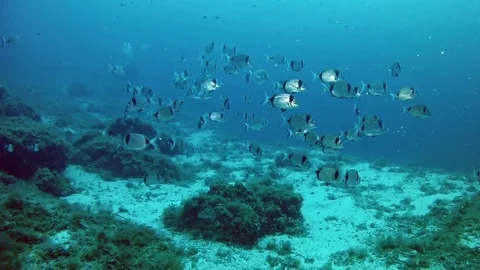 Two banded breams fishes school in the Mediterranean Stock Footage