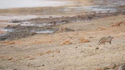 Two banded mongooses pause then cross sandy ground at muddy watering hole, slow Stock Footage 333942117