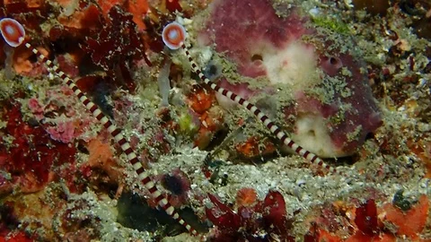 Two banded pipe fish Stock Footage 112037400
