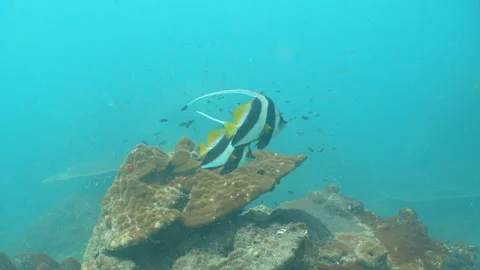 Two Bannerfish meeting Stock Footage 281930557