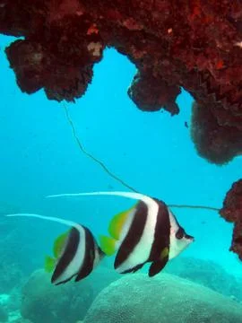 Two bannerfish Foto stock