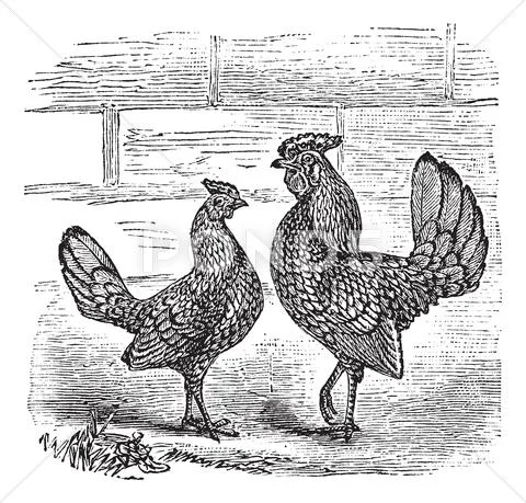 Two Bantam chicken vintage engraving Stock Illustration