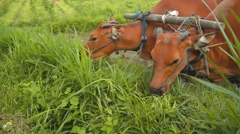 Two banteng cows in plow eating grass, close up Video stock 68131664