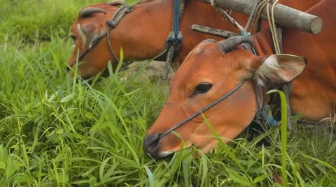 Two banteng cows in plow eating grass close up Stock Footage 68131743