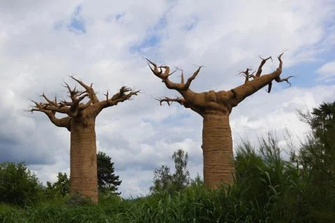 Two baobabs Stock Photos