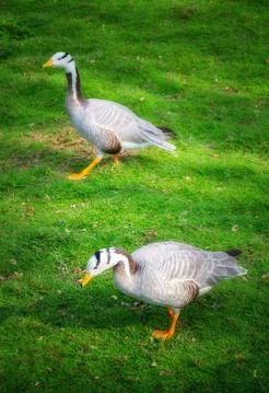 Two bar headed geese looking for food Stock Photos