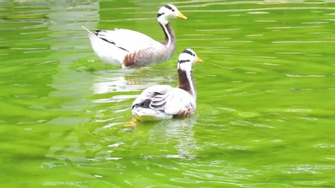 Two Bar-Headed Geese Swimming Together in a Vibrant Green Pond Stock Footage 342003293