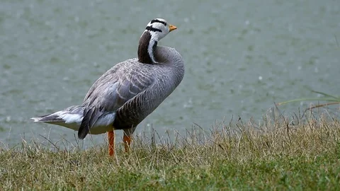 Two Bar-headed goose, Anser indicus,stand on the shore of the lake in heavy rain Stock-Footage 112339470