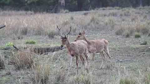 Two bara singhas walking in the dry grasslands of Kanha national park Stock Footage 275349806