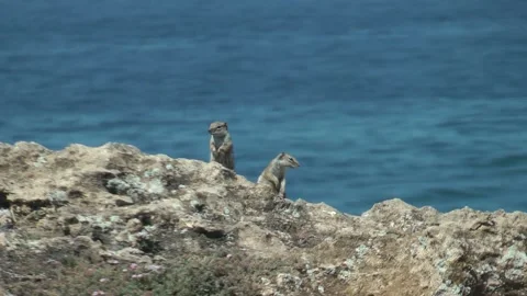 Two Barbary Ground Squirrel. Morocco Stock Footage 257272955