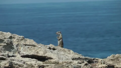 Two Barbary Ground Squirrel. Morocco Stock Footage 257273000