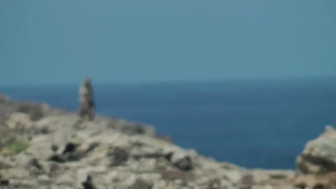 Two Barbary Ground Squirrel. Morocco Stock Footage 257273106