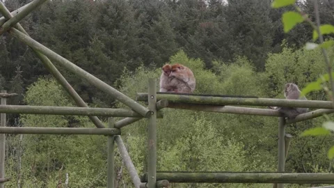 Two Barbary Macaque monkeys hugging. Stock Footage 277156928