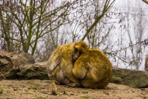 Two barbary macaques sitting close together and hugging each other, animal lo Stock Photos