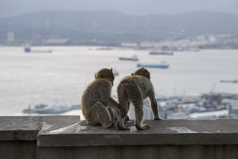 Two Barbary macaques on a stone wall atop the Rock of Gibraltar Stock Photos