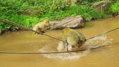 Two Barbary macaques swing on ropes over the muddy pond, one teases the other Stock Footage 310755194