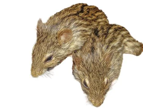 Two barbary striped grass mouse 库存照片