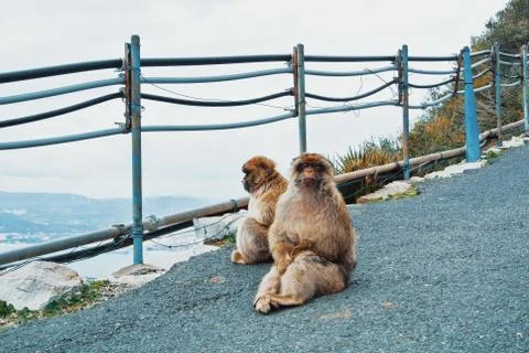 Two Barbery Apes macaques monkeys sitting on the ground asphalt road at Upper Stock Photos