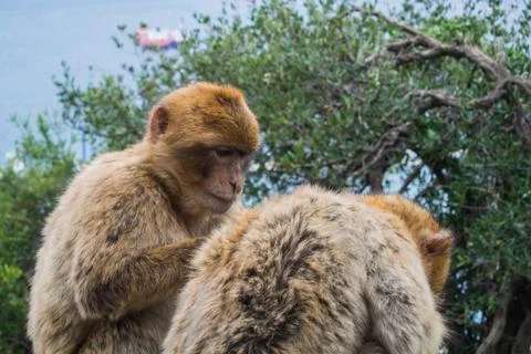 Two barbery apes sitting and grooming on a wall at the Gibraltar nature res.. Stock Photos