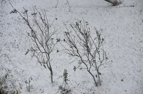 Two bare trees are covered in snow.  Stock Photos